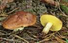 В лесу под Александро- Калиново Ильиновской громады много грибов
