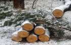 Сотни деревьев уничтожают «черные лесорубы» в Донецкой области