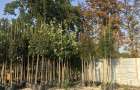 Дендропарк в Краматорске: В Сад Бернацкого завезли первые деревья для высадки