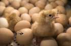 В Грузии из выброшенных яиц вылупились цыплята 