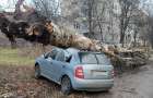 В Славянске на припаркованные автомобили упало дерево