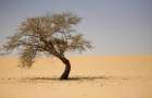 На границе пустыни Сахары высадят стену из деревьев