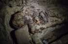 Во время раскопок в Египте обнаружено около 8 миллионов мумий собак