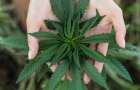 В МВД разъяснили позицию по легализации марихуаны