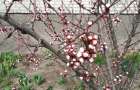 В Славянске зацвели абрикосы: Фото