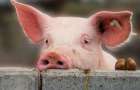 New case of African swine fever was recorded in the Donetsk region 