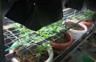 Житель Селидово выращивал наркотики в собственной квартире 