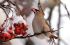 В США птицы опьянели от ягод и не могут нормально летать