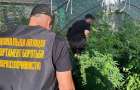 Наркоаграриев из Дружковки и Торецка полиция лишила 150 кустов конопли
