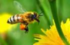 Пчелы и осы способны узнавать людей — ученые