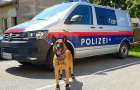 В Вене полицейским овчаркам выдали ботинки от жары