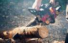 В Донецкой области двое мужчин занимались незаконной вырубкой дуба