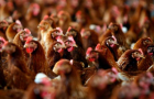Украина рекордно увеличила экспорт курятины 