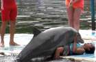 Во Франции «озабоченный» дельфин пристает к отдыхающим