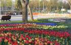 В мариупольском парке «Веселка» зацвели тысячи тюльпанов