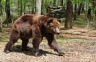 Двух медведей из Донецкой области доставили в приют на Львовщине