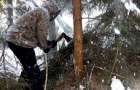 Сколько заплатят жители Донбасса за незаконную вырубку хвойных деревьев