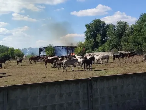 Лозівський кінний завод: два удари за тиждень і зима без кормів
