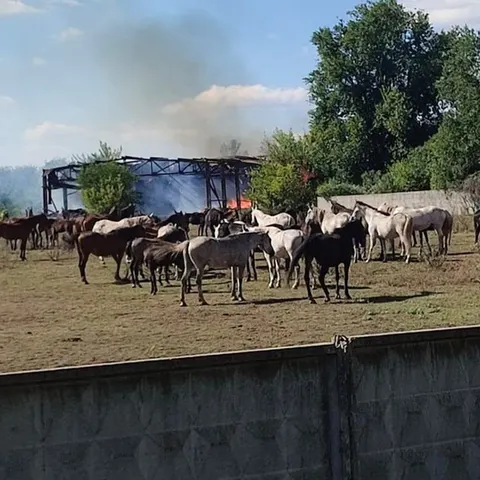 Лозівський кінний завод під обстрілами: втрачено корми, постає питання евакуації