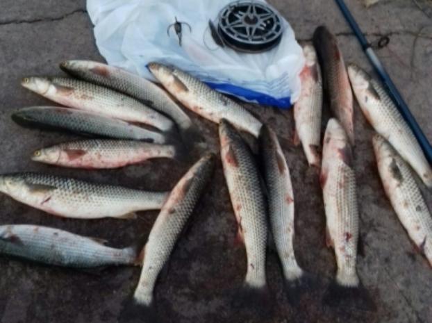За неделю в Мариуполе браконьеры выловили рыбы на 160 тысяч гривень