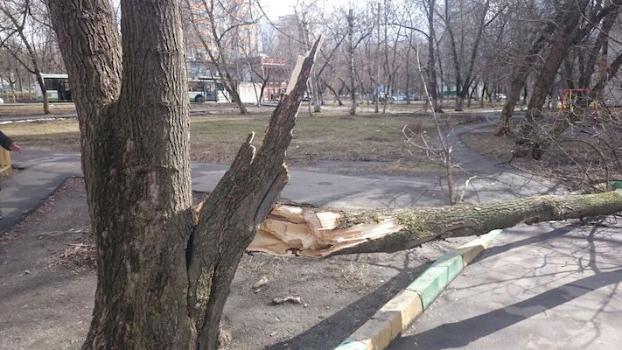 В Краматорске сильный ветер повалил с десяток деревьев 