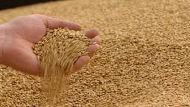 В Марьинском районе подвели итоги уборки ранних зерновых 