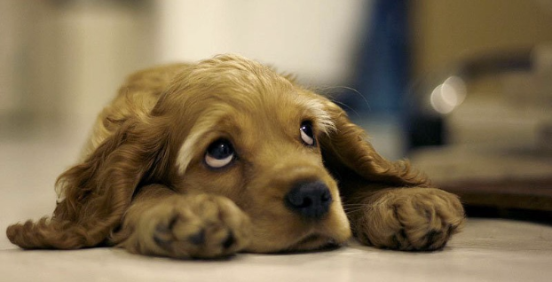 Исследователи заявили, что люди проявляют сочувствие к собакам чаще, чем к самим людям
