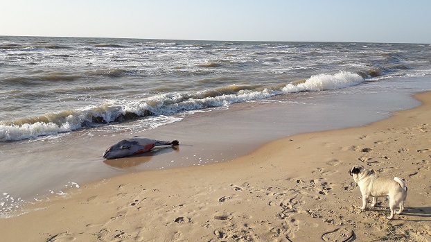 Мор рыбы в Мариуполе: вслед за бычками на берег выбрасываются дельфины