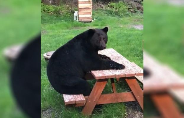 Как из сказки: медведь сел за стол во дворе частного дома