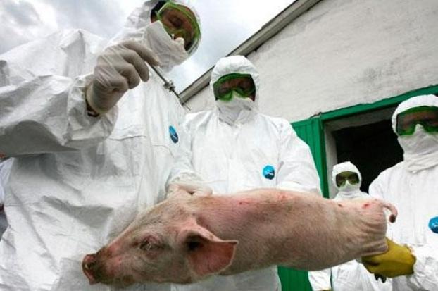 Африканская чума свиней: на Полтавщине объявлен карантин