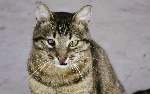 В Чернигове кот Терминатор стал известным блогером