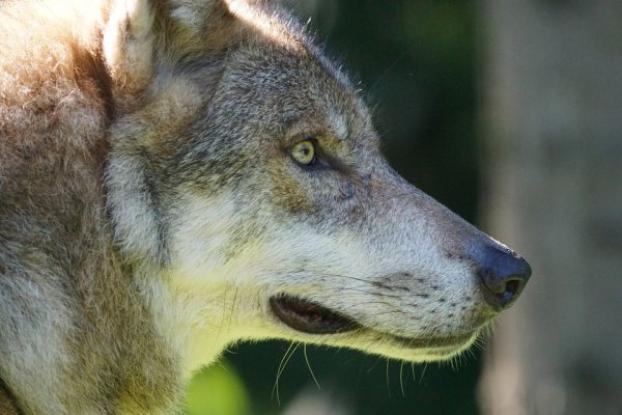 Жители сел вблизи Мариуполя жалуются на нашествие волков