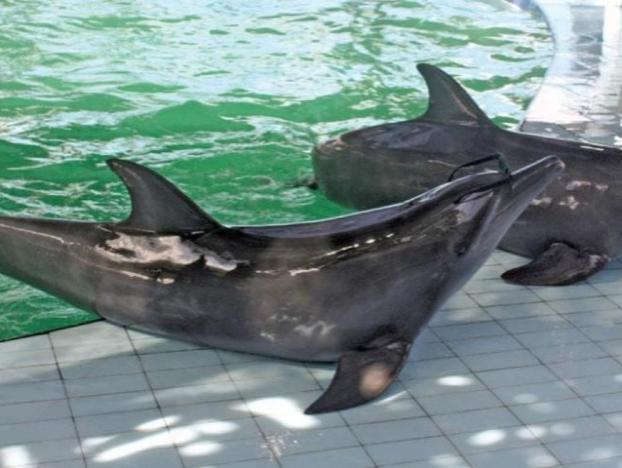 Жестокость ради развлечения: на Бали дельфинов лишают зубов и слепят хлором