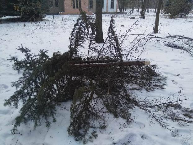 В парке Константиновки срубили ели