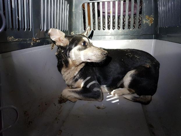 «Еще одна спасенная жизнь» — киевские волонтеры приехали на Донетчину, чтобы спасти собаку, которой не смогли помочь бойцы МЧС