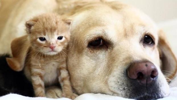В Мариуполе открыли ветеринарный центр для бездомных животных