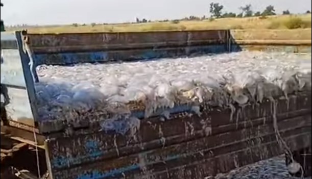 В Кирилловке мертвых медуз с пляжа вывозят прицепами — видео