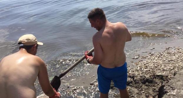 Почему в Азовском море массово погибла рыба: 5 версий