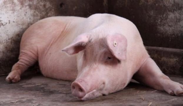 В Мариуполе зафиксирован второй случай заболевания свиней африканской чумой