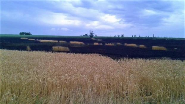 В Великоновоселковском районе пожаp уничтожил два гектара пшеницы