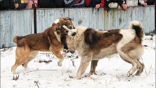 В Святогорске обнаружили место проведения собачьих боев