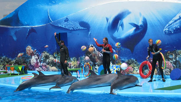Петра Порошенко попросили закрыть все дельфинарии Украины