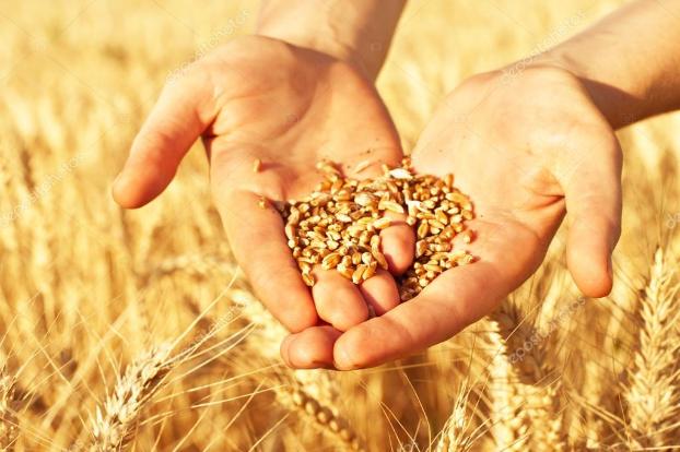 За три года в оффшоры вывели 1,5 миллиарда долларов от продажи украинской пшеницы