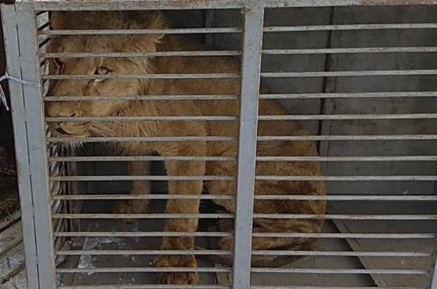 Хозяин зоопарка в Покровске кормил хищников пшеницей — результаты вскрытия умершего льва