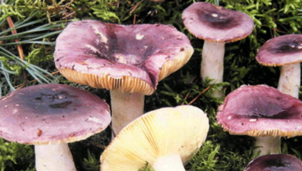 Число отравлений грибами в Луганской области растет