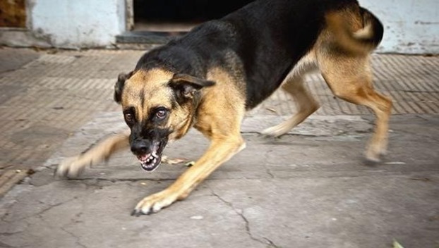 В Луганской области на ребенка напали бродячие собаки