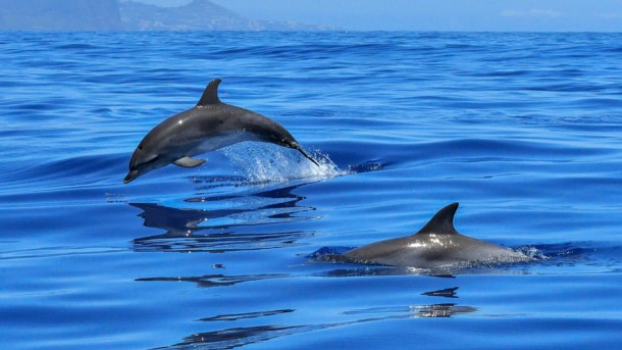 В Черном море пересчитают всех дельфинов