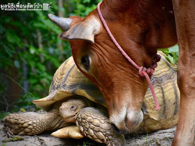Сеть растрогала дружба черепахи и теленка на протезе