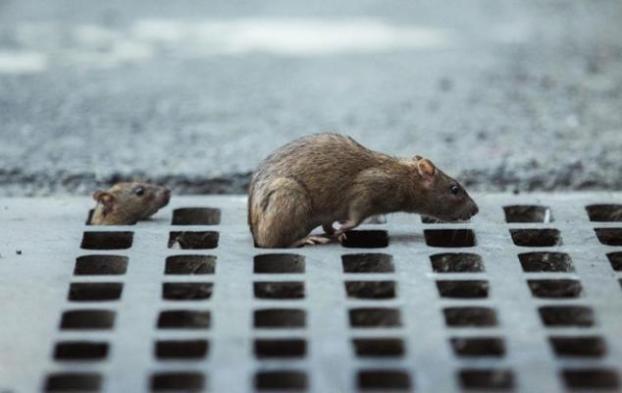 В центре Киева бешеная крыса покусала женщину