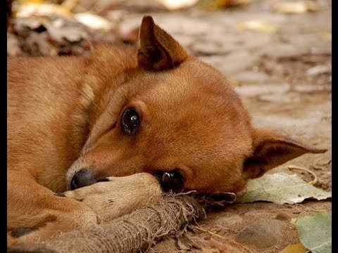 В Константиновке проблемами бродячих собак займется новая организация